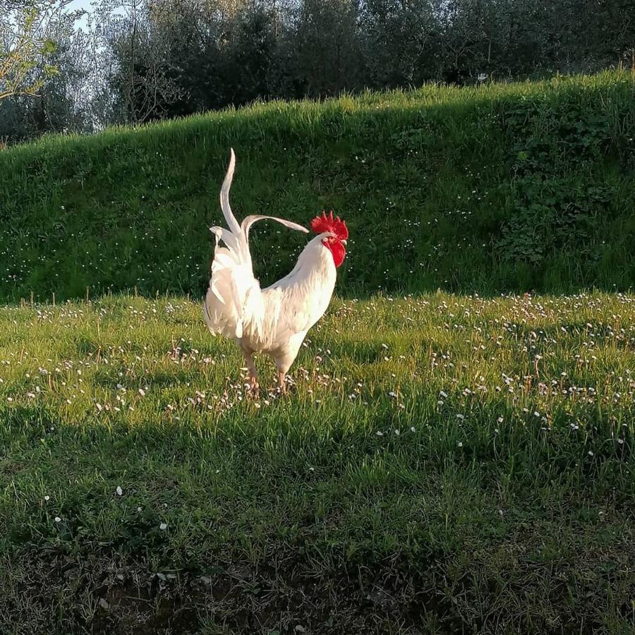 Agriturismo Campolungo Sant'Ermo Esterno foto